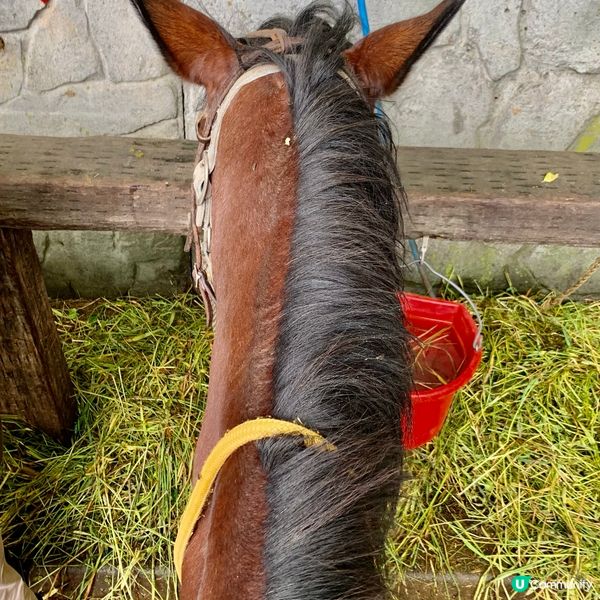 洞爺湖邊騎馬去！🐴