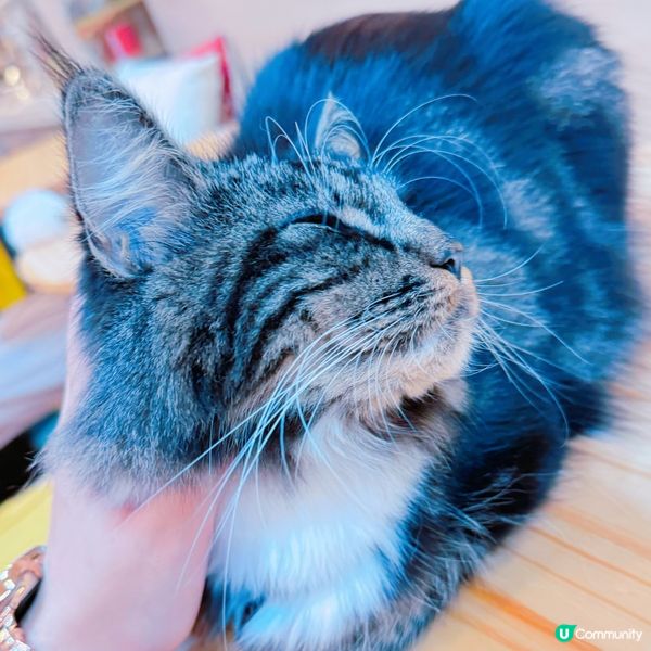 🇭🇰觀塘工廈✅喵奴🐈‍⬛好去處🐱