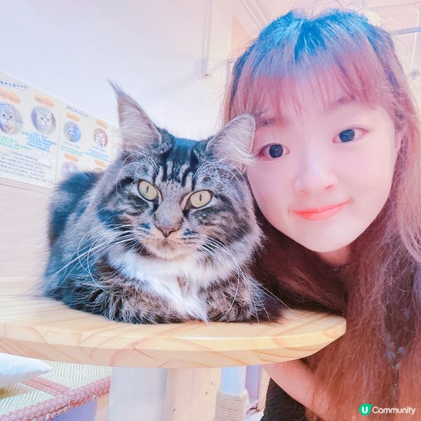 🇭🇰觀塘工廈✅喵奴🐈‍⬛好去處🐱