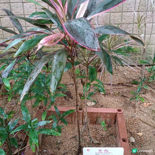 上環百草園🌿  尋味和認識中藥之旅 🚶‍♀️🚶‍♂️