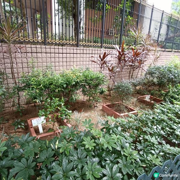 上環百草園🌿  尋味和認識中藥之旅 🚶‍♀️🚶‍♂️