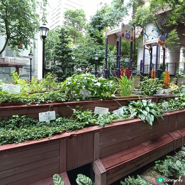 上環百草園🌿  尋味和認識中藥之旅 🚶‍♀️🚶‍♂️