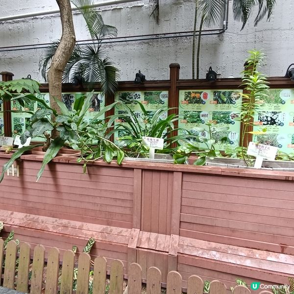 上環百草園🌿  尋味和認識中藥之旅 🚶‍♀️🚶‍♂️