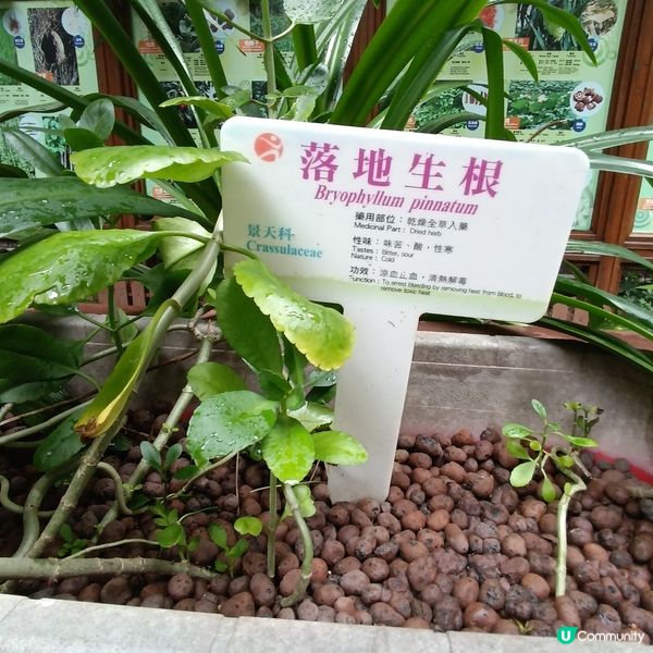 上環百草園🌿  尋味和認識中藥之旅 🚶‍♀️🚶‍♂️