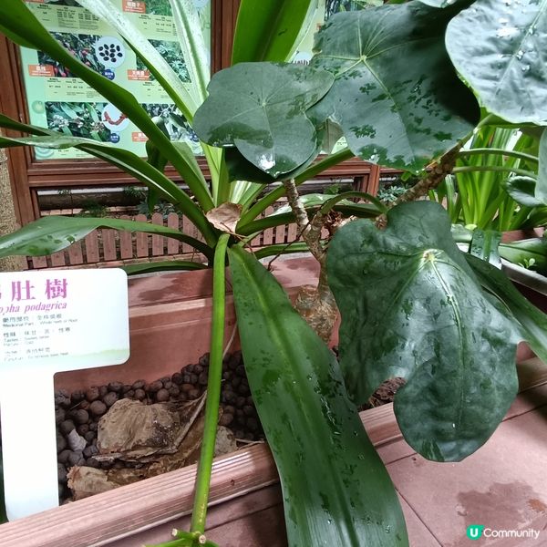 上環百草園🌿  尋味和認識中藥之旅 🚶‍♀️🚶‍♂️