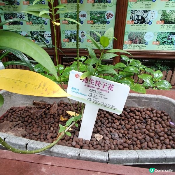 上環百草園🌿  尋味和認識中藥之旅 🚶‍♀️🚶‍♂️