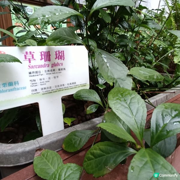 上環百草園🌿  尋味和認識中藥之旅 🚶‍♀️🚶‍♂️