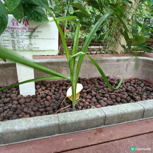 上環百草園🌿  尋味和認識中藥之旅 🚶‍♀️🚶‍♂️