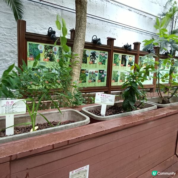 上環百草園🌿  尋味和認識中藥之旅 🚶‍♀️🚶‍♂️