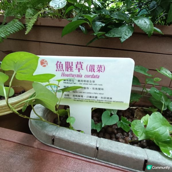 上環百草園🌿  尋味和認識中藥之旅 🚶‍♀️🚶‍♂️