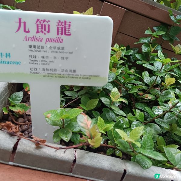 上環百草園🌿  尋味和認識中藥之旅 🚶‍♀️🚶‍♂️