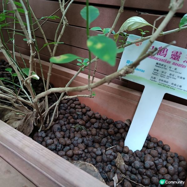 上環百草園🌿  尋味和認識中藥之旅 🚶‍♀️🚶‍♂️