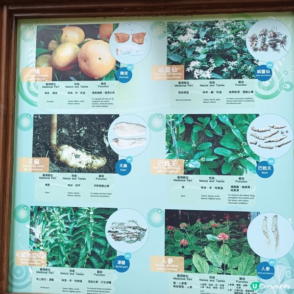 上環百草園🌿  尋味和認識中藥之旅 🚶‍♀️🚶‍♂️