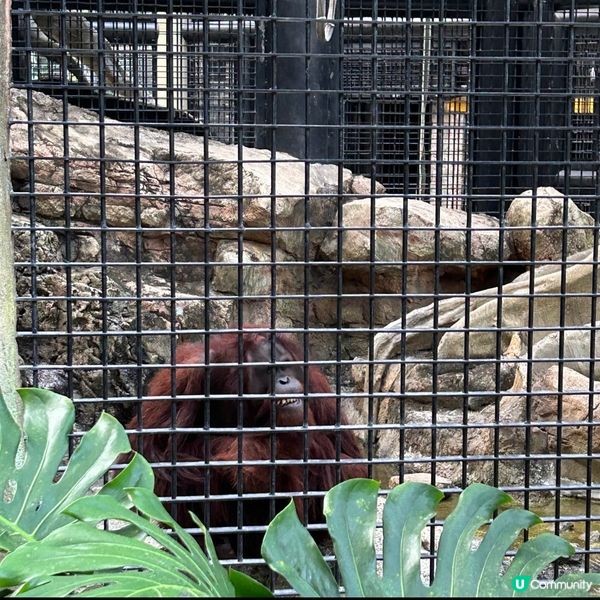 【 香港免費親子好去處｡近距離觀賞哺乳類動物 】 