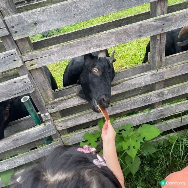 元朗448農莊親子之旅🌈🌈