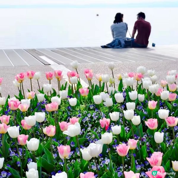 花季在湖邊 Bardolino 