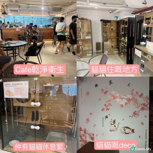 佐敦隱蔽貓Cafe