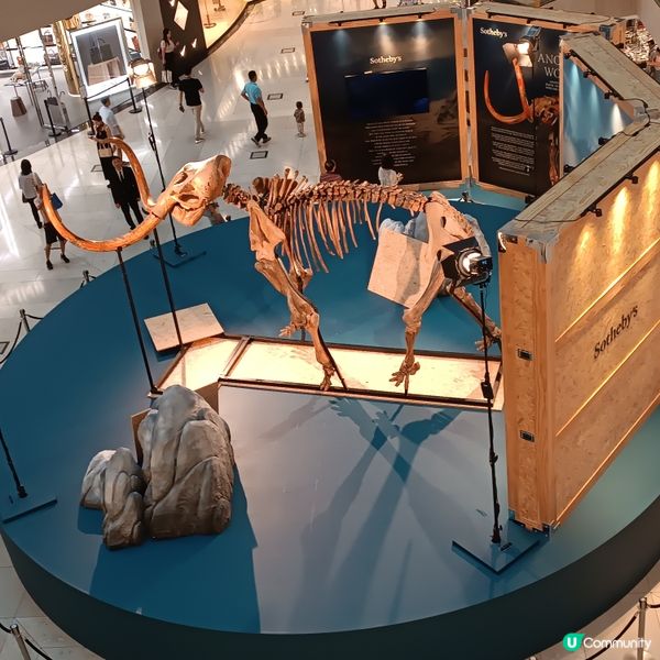 中環睇猛獁象🐘化石展覽