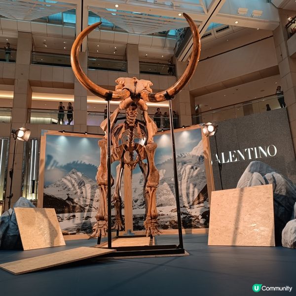 中環睇猛獁象🐘化石展覽