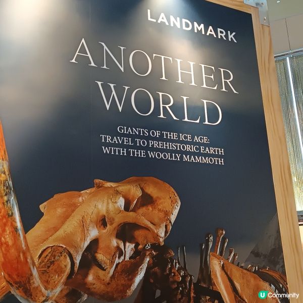 中環睇猛獁象🐘化石展覽