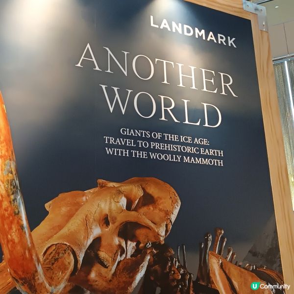 中環睇猛獁象🐘化石展覽