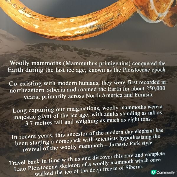 中環睇猛獁象🐘化石展覽