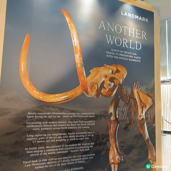 中環睇猛獁象🐘化石展覽