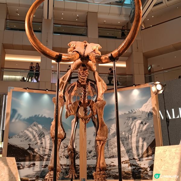 中環睇猛獁象🐘化石展覽