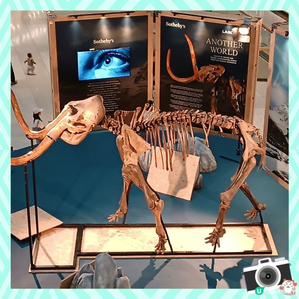 中環睇猛獁象🐘化石展覽