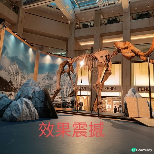 中環睇猛獁象🐘化石展覽