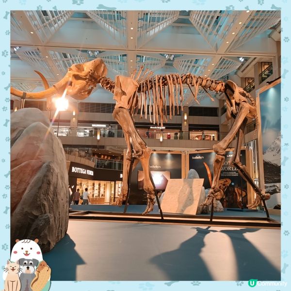 中環睇猛獁象🐘化石展覽