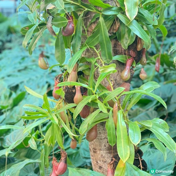 卡塔爾多哈機場🌳綠洲與森林🌴