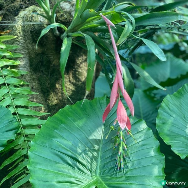 卡塔爾多哈機場🌳綠洲與森林🌴