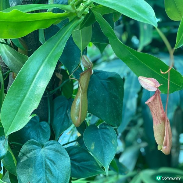 卡塔爾多哈機場🌳綠洲與森林🌴