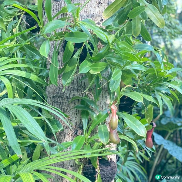 卡塔爾多哈機場🌳綠洲與森林🌴
