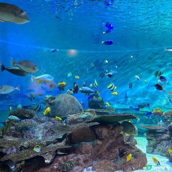室內好去處～首爾COEX水族館