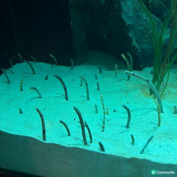 室內好去處～首爾COEX水族館