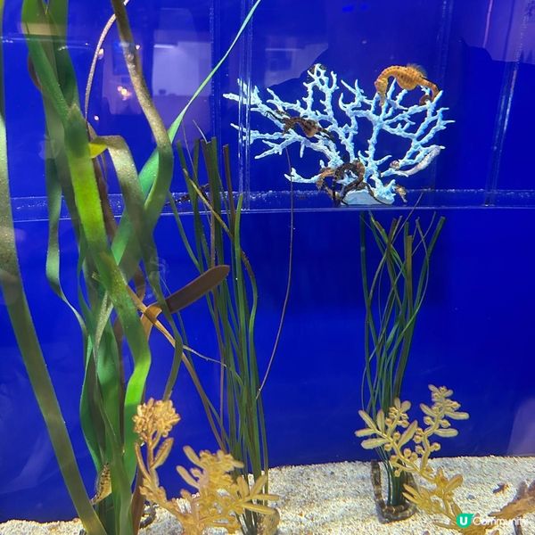室內好去處～首爾COEX水族館