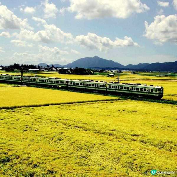 新米  快上市啦！