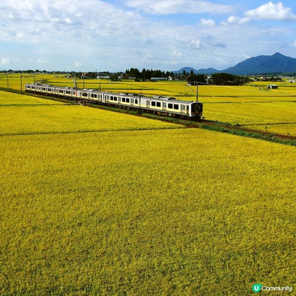 新米  快上市啦！