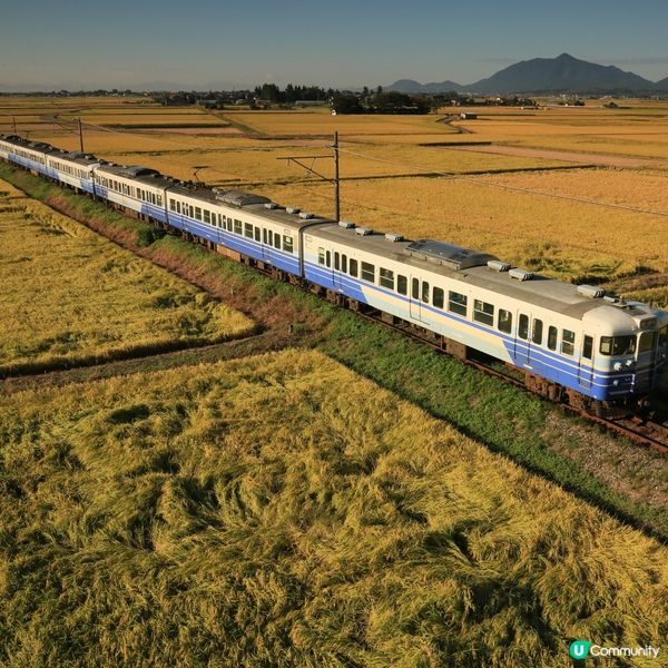 新米  快上市啦！