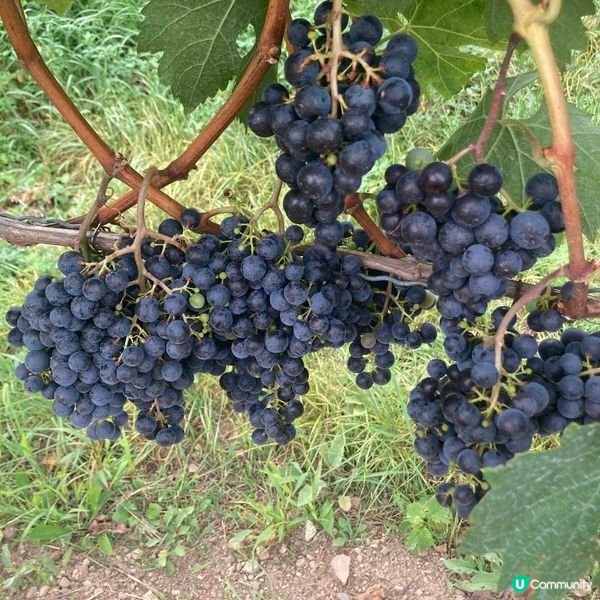 不一樣的體驗～維也納巴登行山摘提子