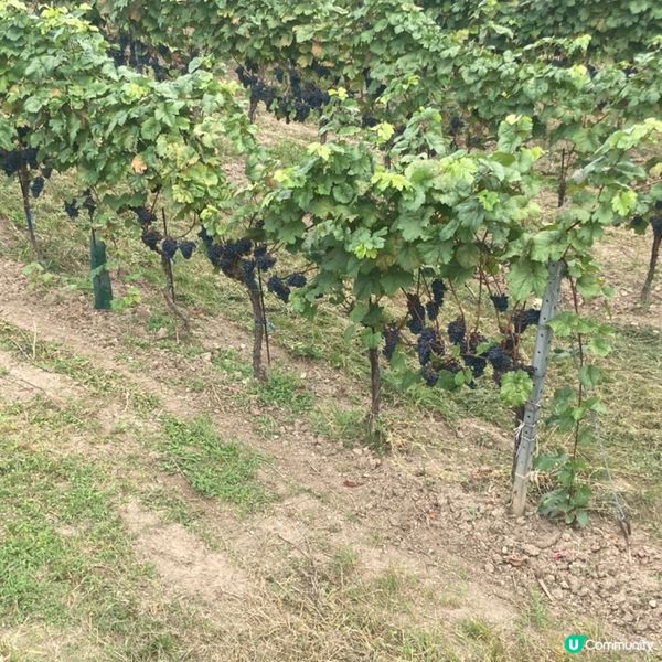 不一樣的體驗～維也納巴登行山摘提子