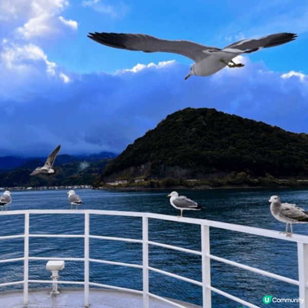 原來海鷗都好鍾意食零食㗎