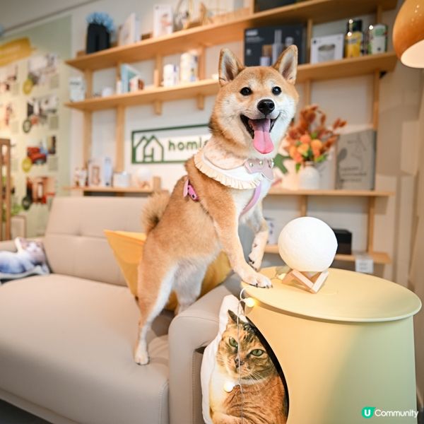 無諗過傢俬舖都可以影全家福📸