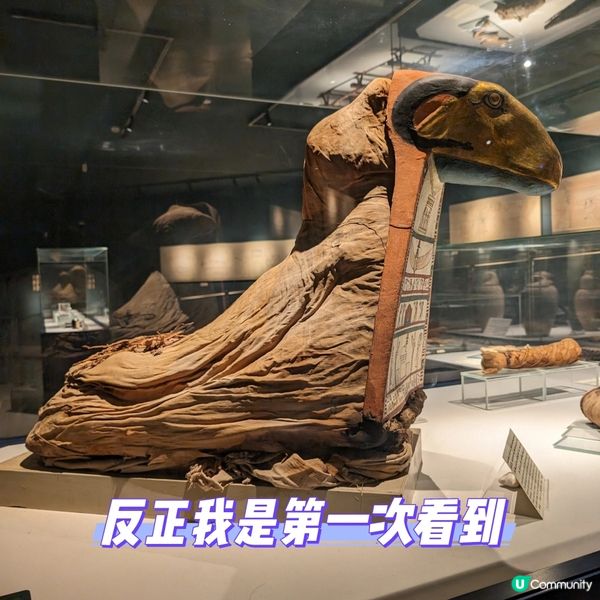 🐤我的志願: 成為木乃伊製作師
