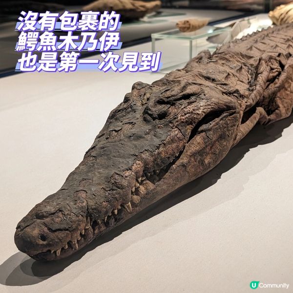 🐤我的志願: 成為木乃伊製作師
