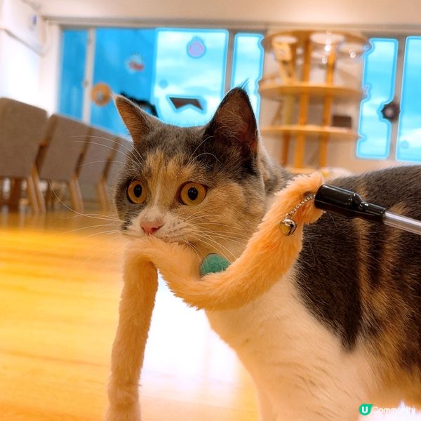 🐱1600呎海景貓Cafe