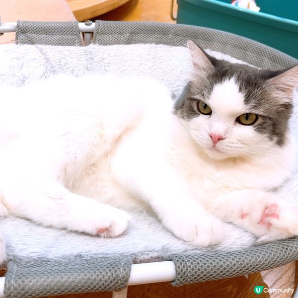 🐱1600呎海景貓Cafe