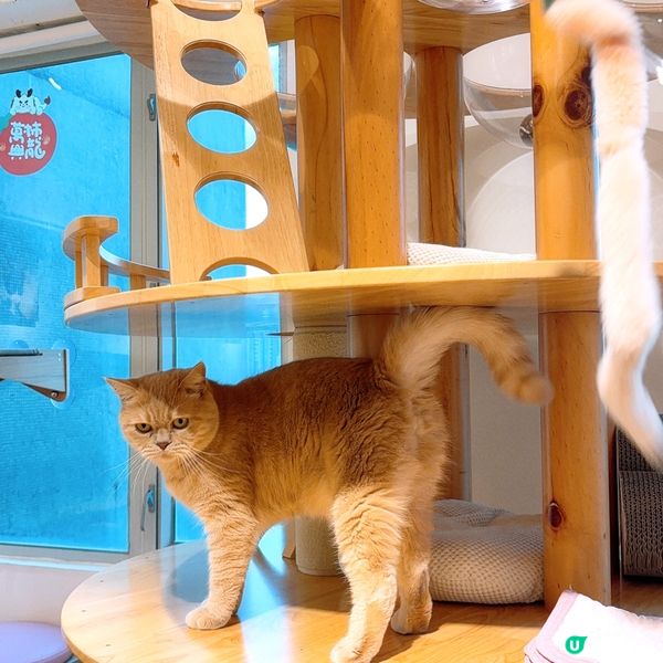 🐱1600呎海景貓Cafe